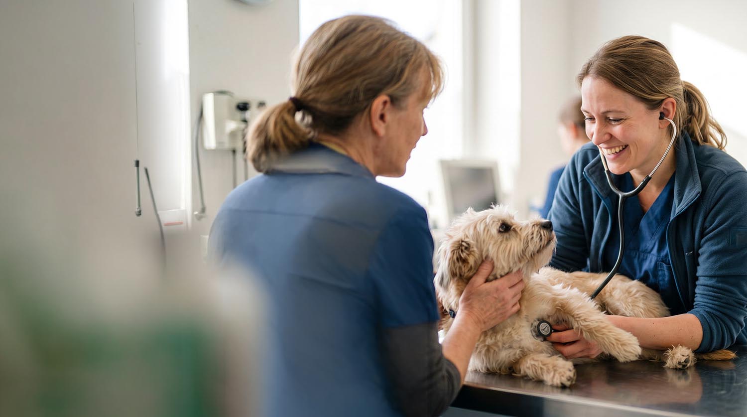 Tierärztin untersucht einen Hund in der Praxis